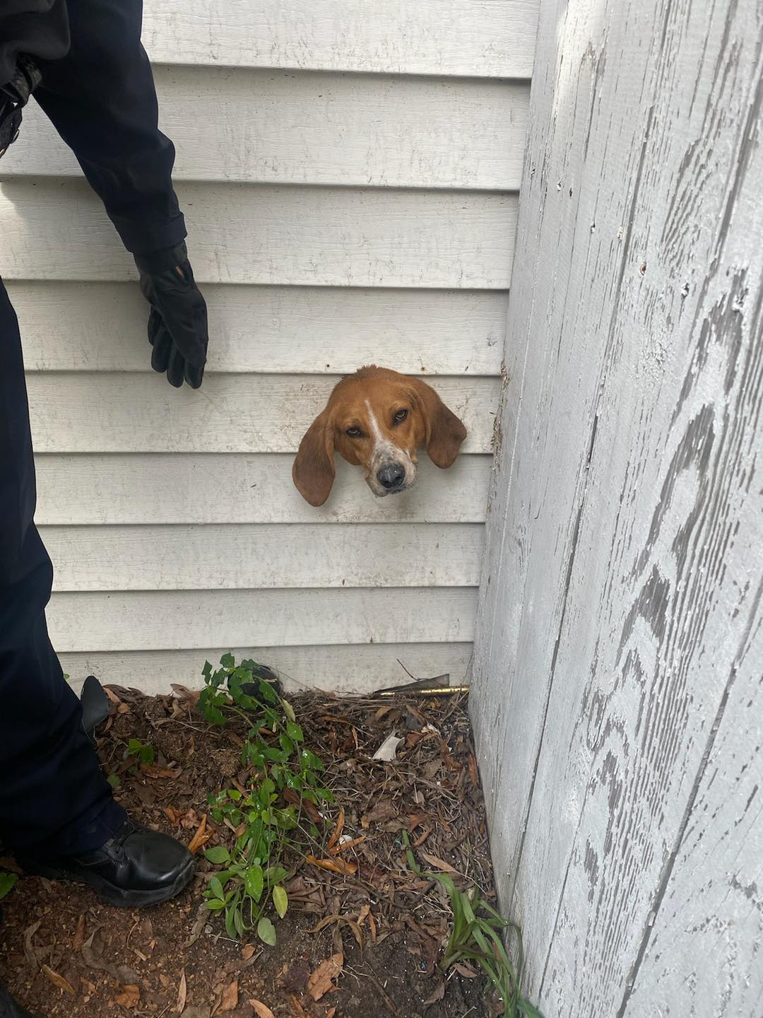 dog stuck in dryer vent