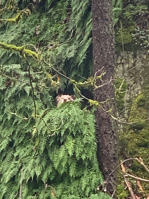 dog stuck on a tree