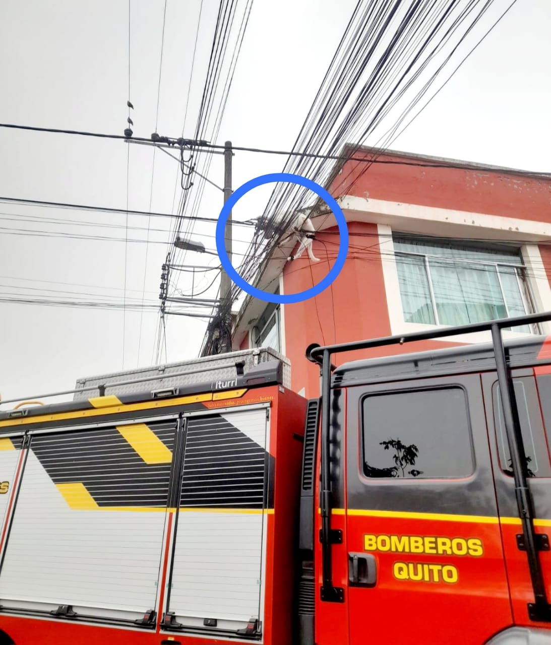 dog stuck on a wires