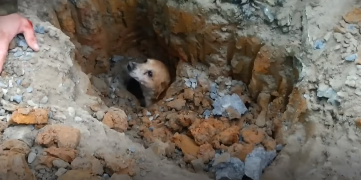 dog stuck