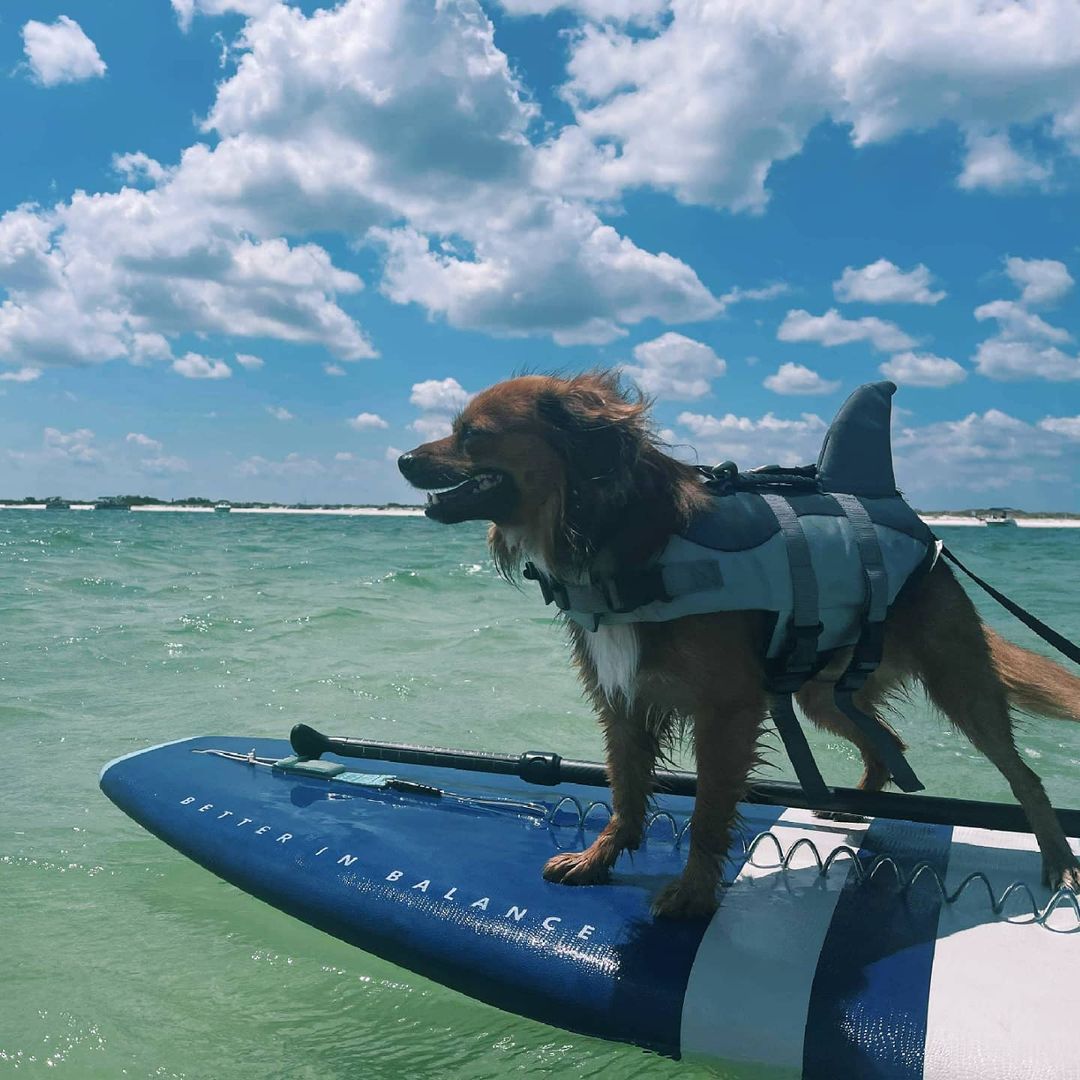 dog surfing