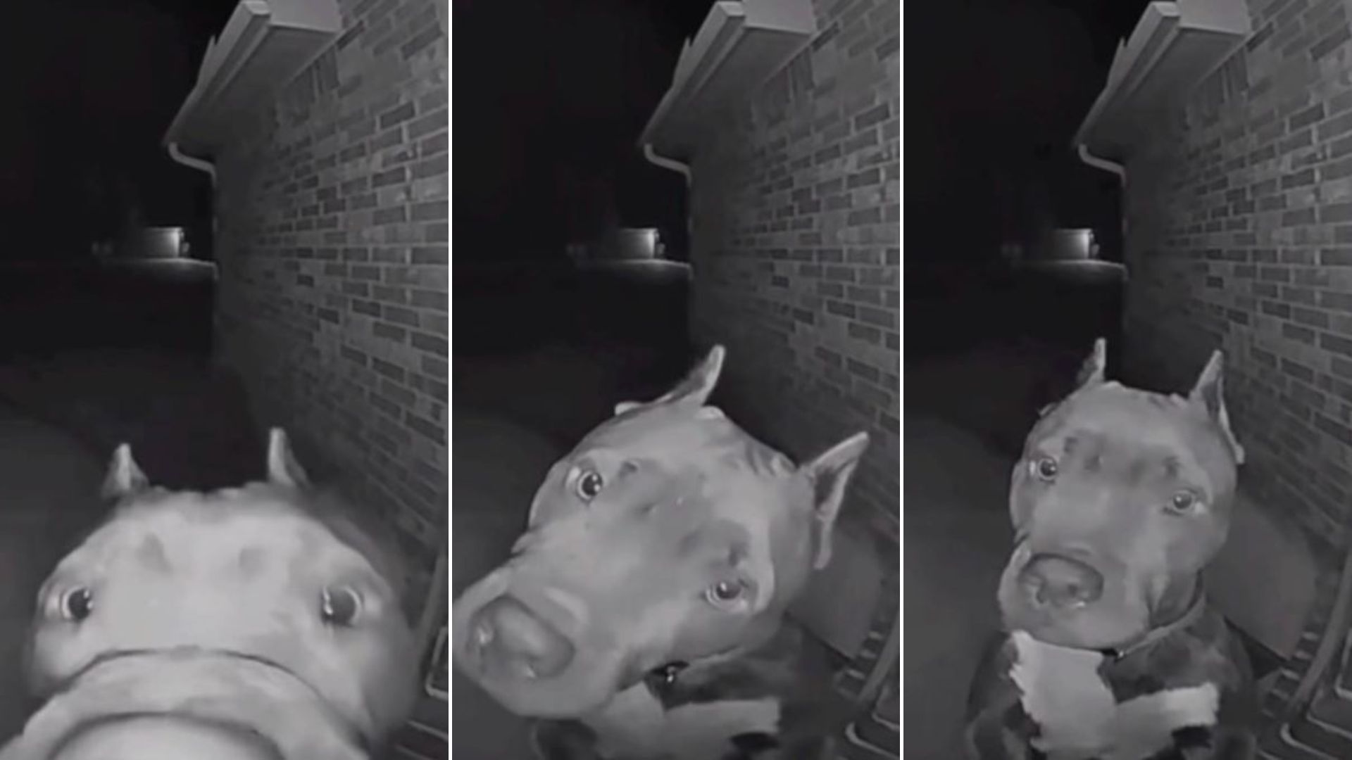 Dog Surprises His Neighbor By Ringing His Doorbell At 4 AM