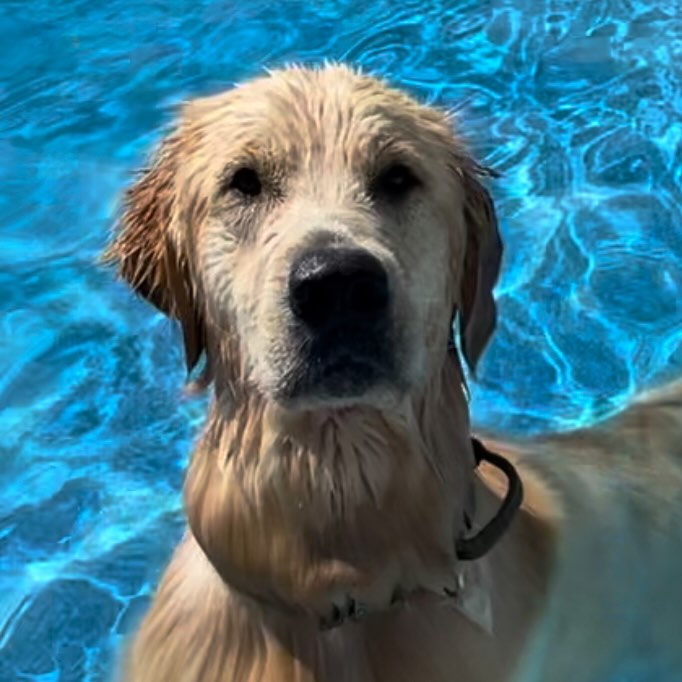 Dog swimming in neigbors pool