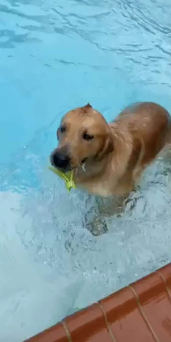 Dog swimming in the pool