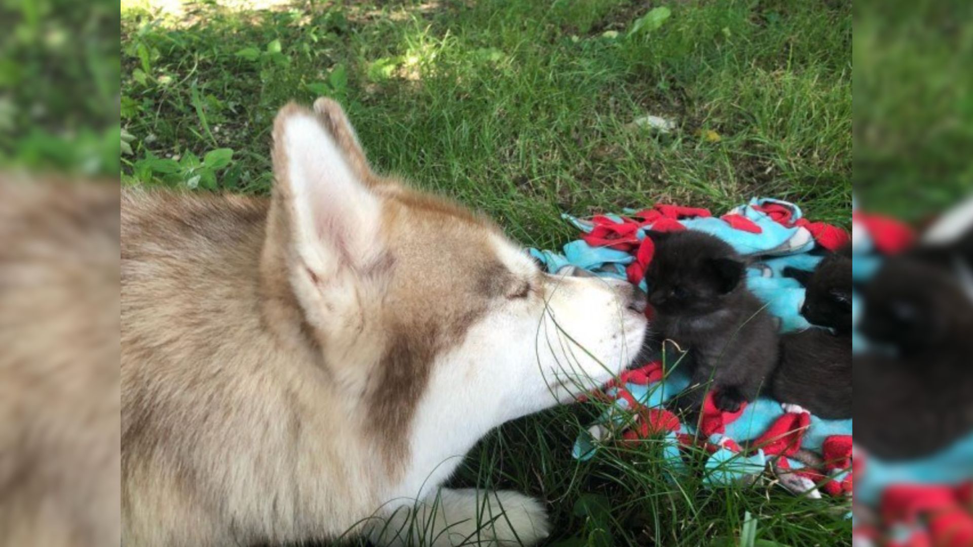 Owner Noticed Her Dog Was Eager To Go Into The Woods So She Followed Him And Was Surprised