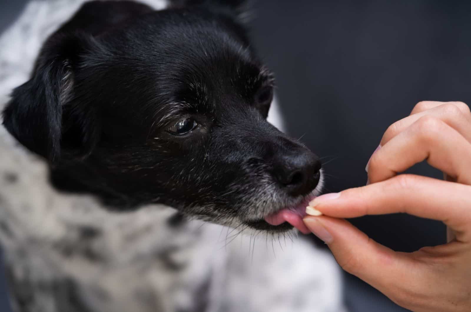 dog taking a medicine from owner's hand