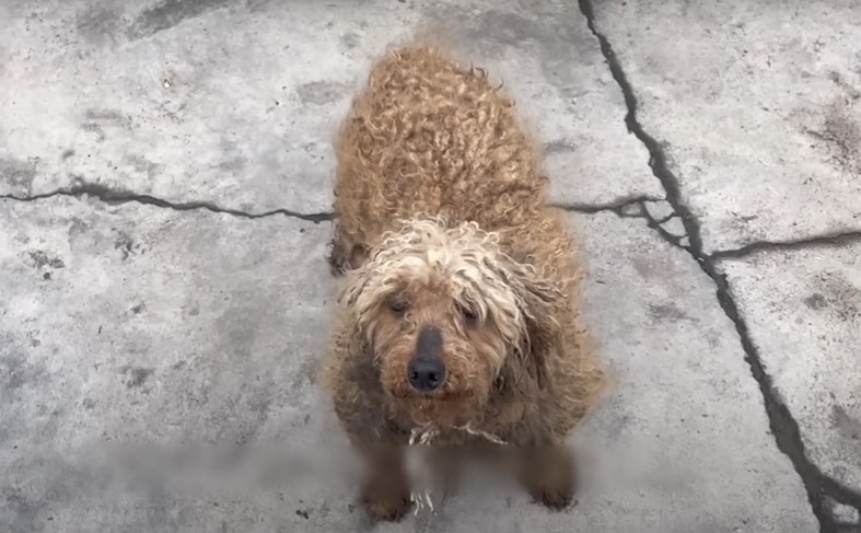 dog that looks like a sheep