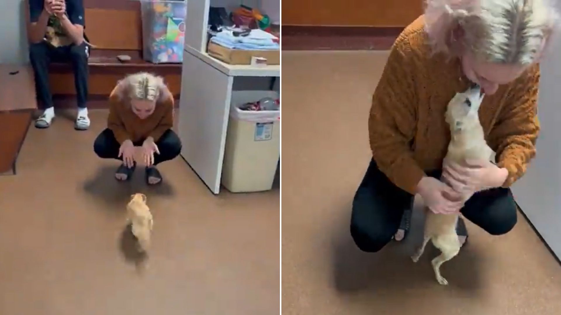 Heartbroken Woman Reunites With Her Long Lost Dog After Years Apart