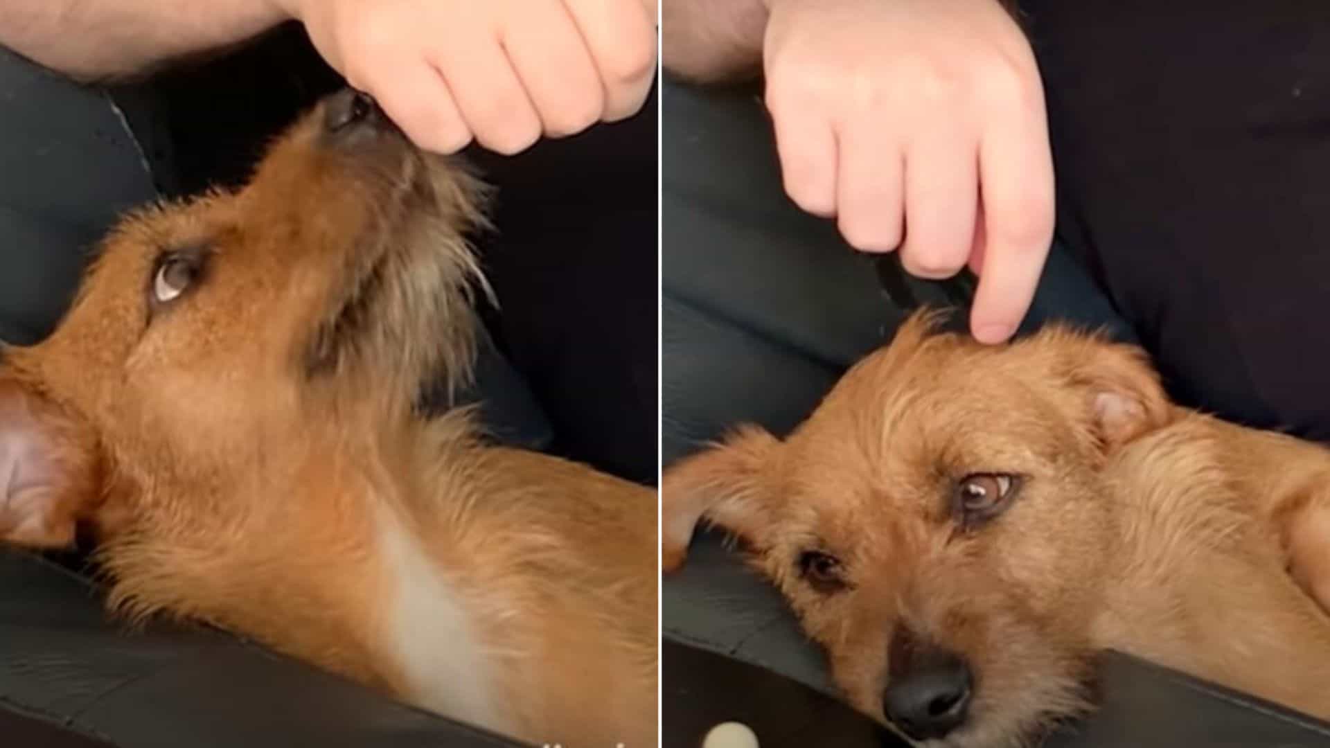 Depressed Pup Who Was Returned 2 Days After Being Adopted Loses All Trust In Humans