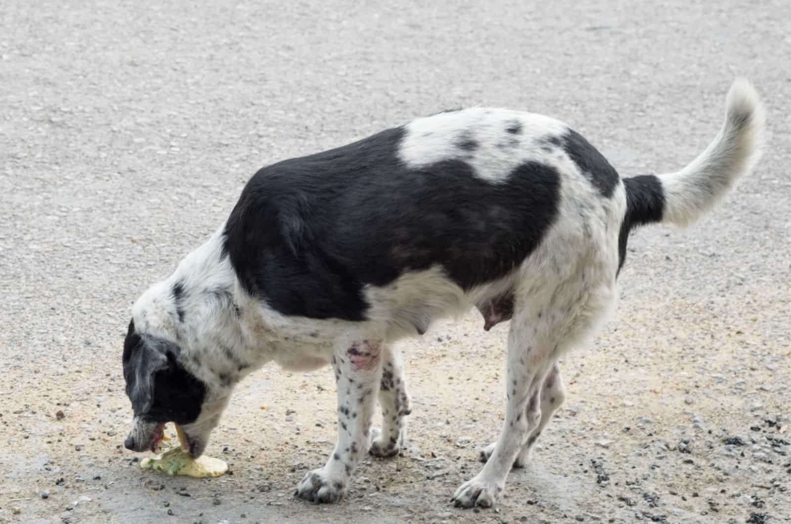 dog throwing up