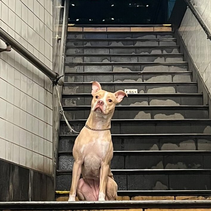 dog tied in a subway