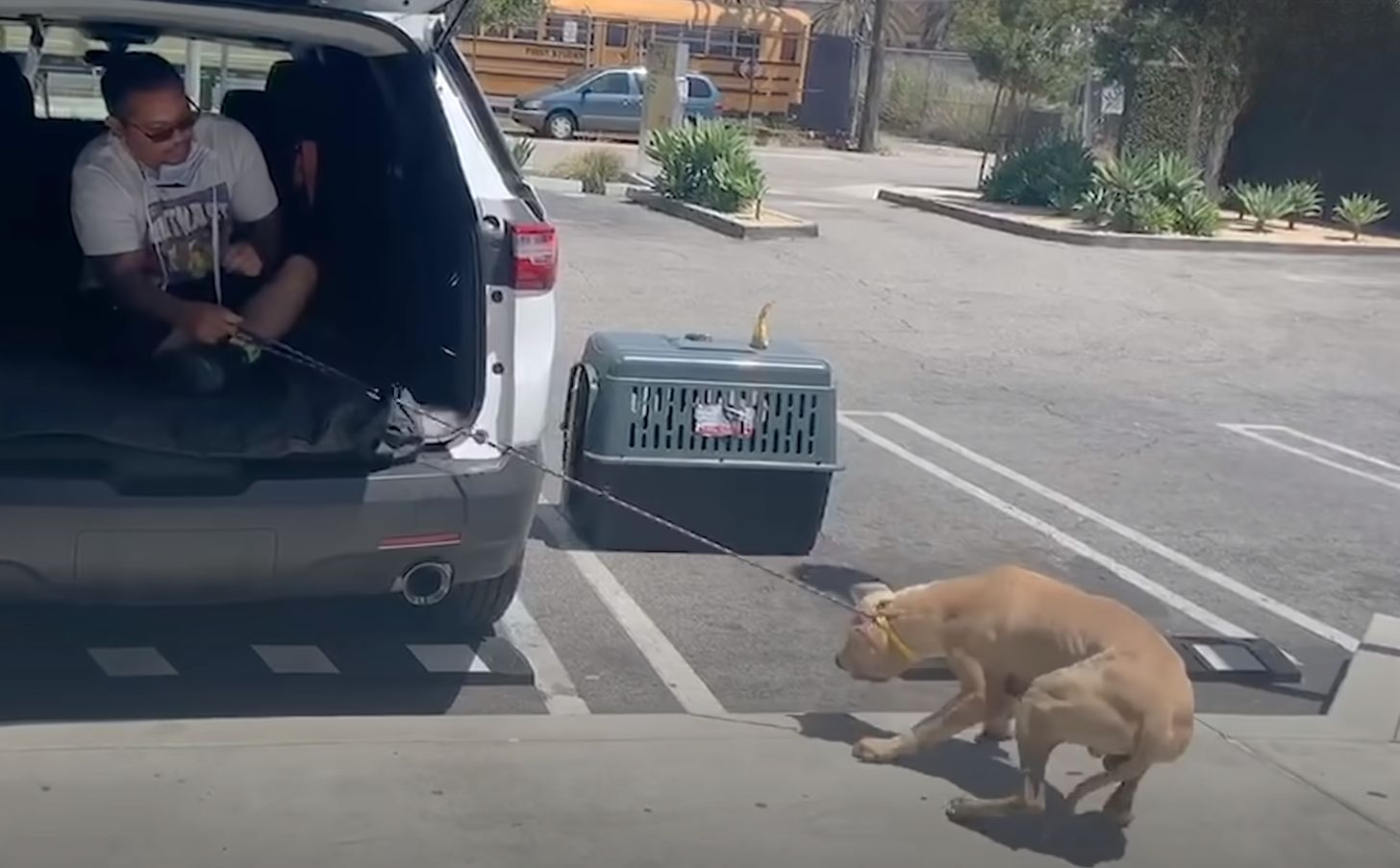 dog tied to a car