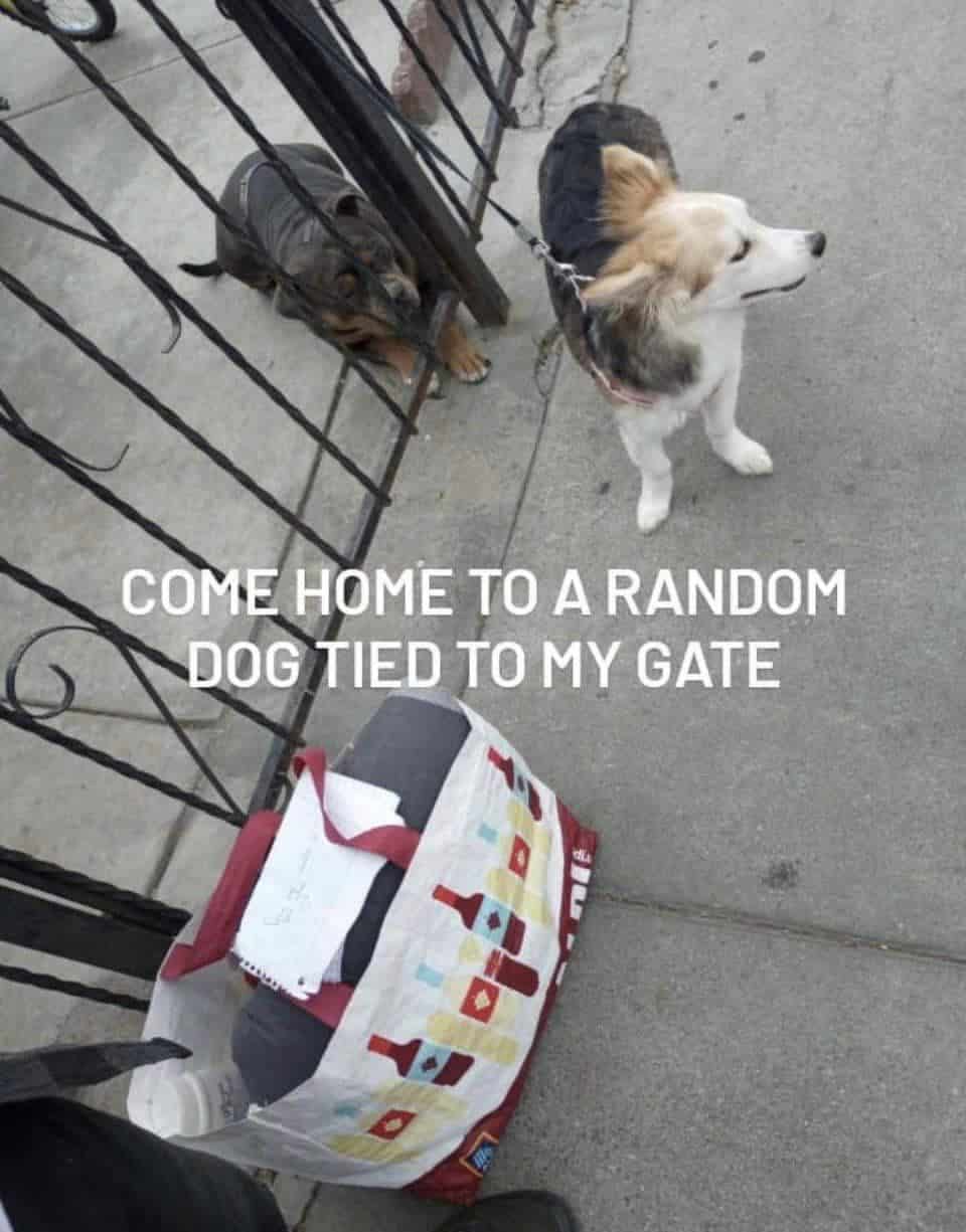 dog tied to a fence on the street