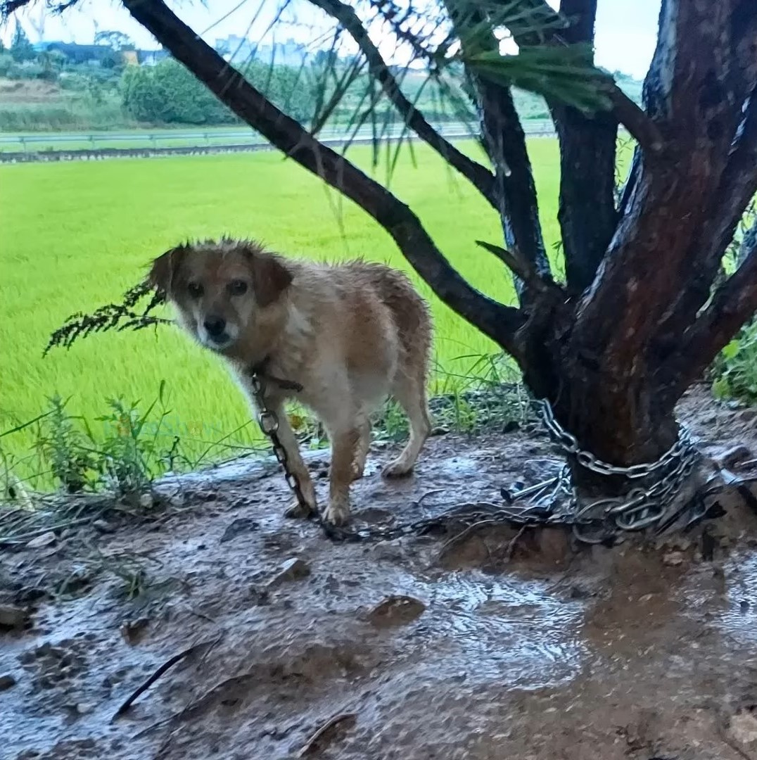 dog tied to a tree