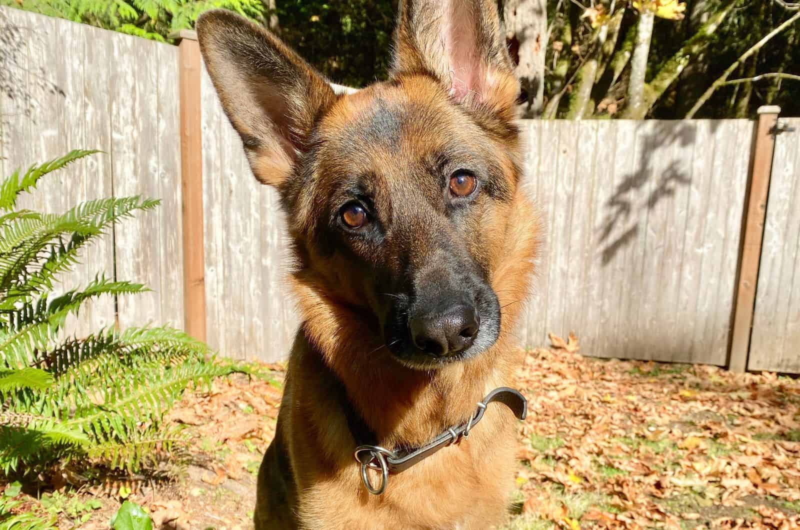 dog tilting his head and looking at camera