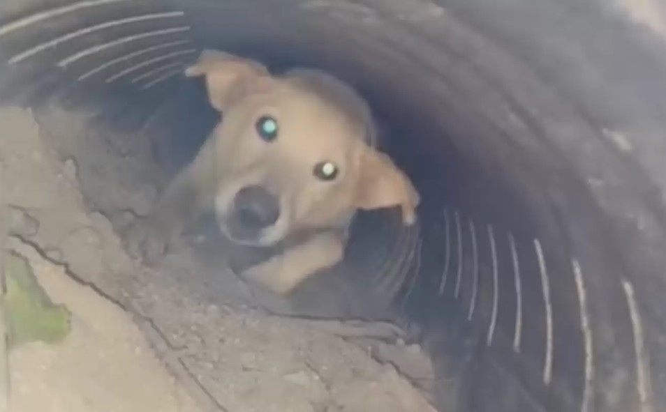 dog trapped