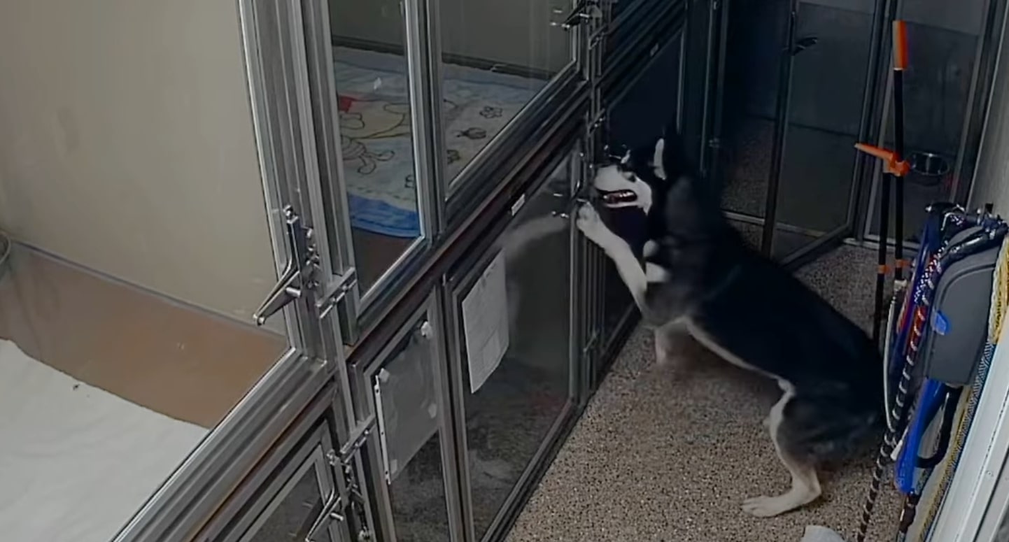 dog trying to open the door