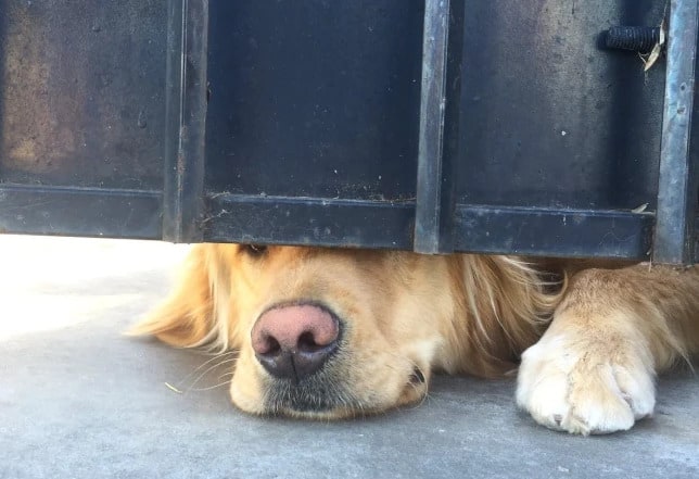 Dog under fencegate