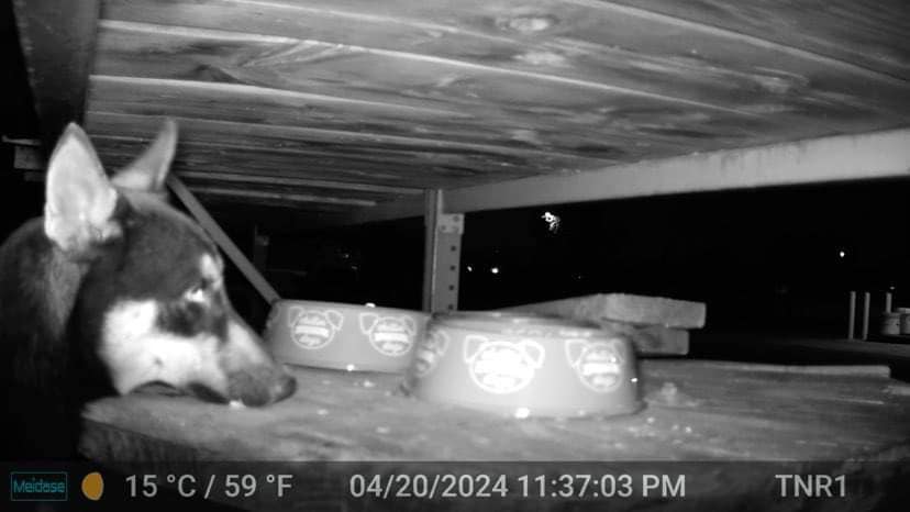 dog under the bed with food bowls