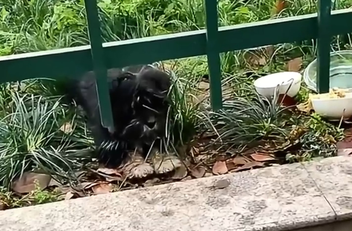 dog under the fence