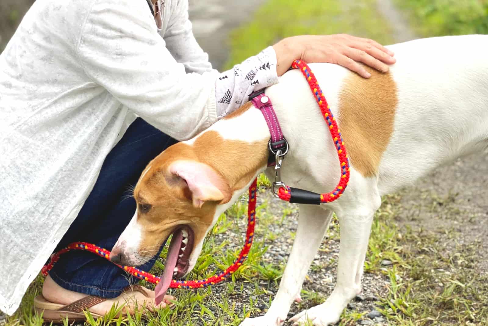 dog vomiting in a park