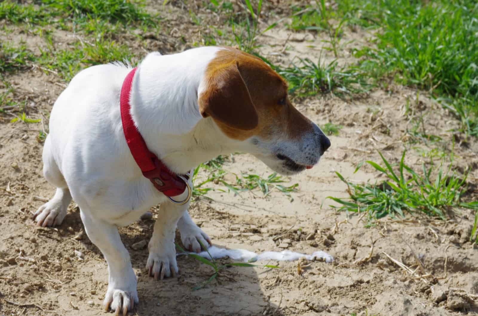 dog vomits after eating grass