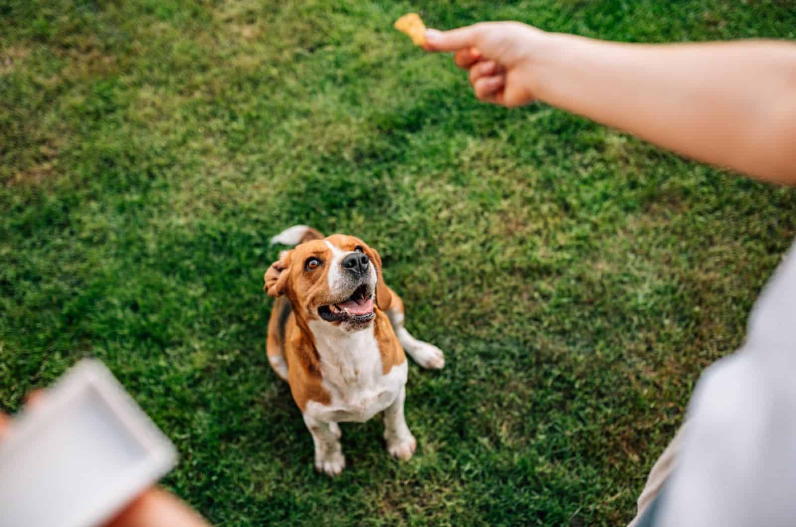 dog waiting for a treat that woman gives to him