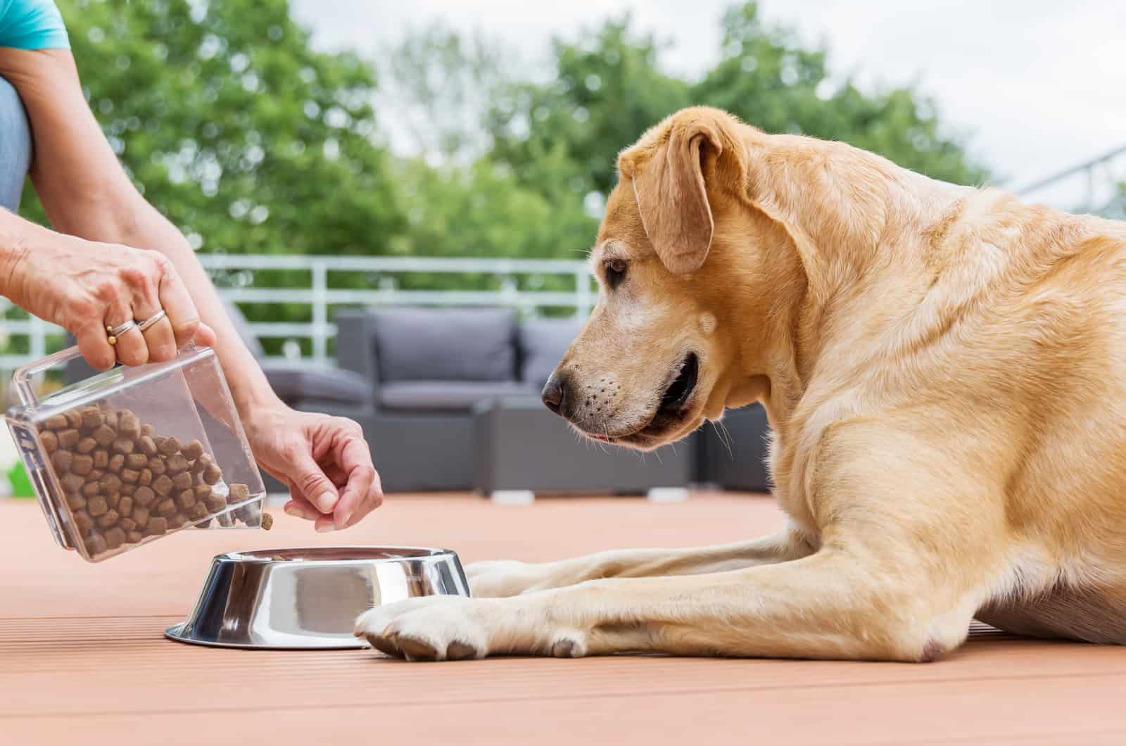 dog waiting for his food outside