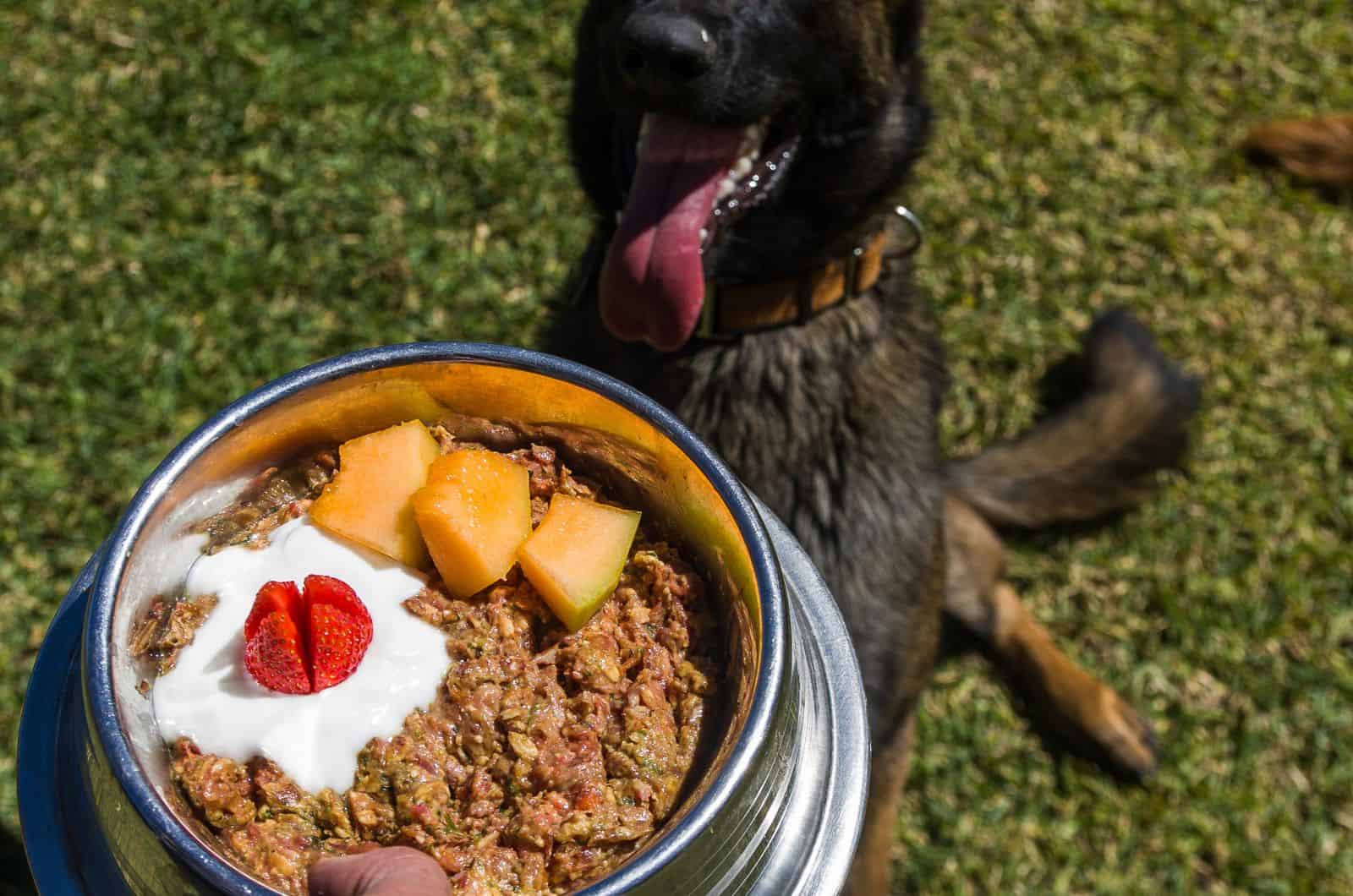 dog waiting for his food