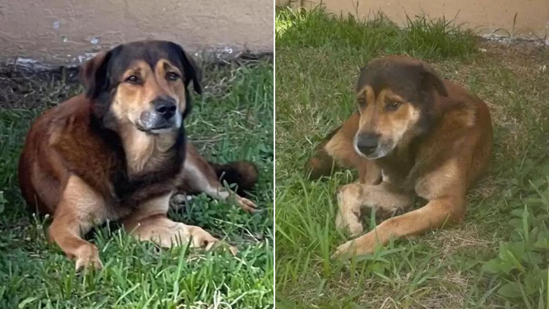 An Abandoned Dog Spent A Month Waiting, Hoping His Family Would Come Back For Him