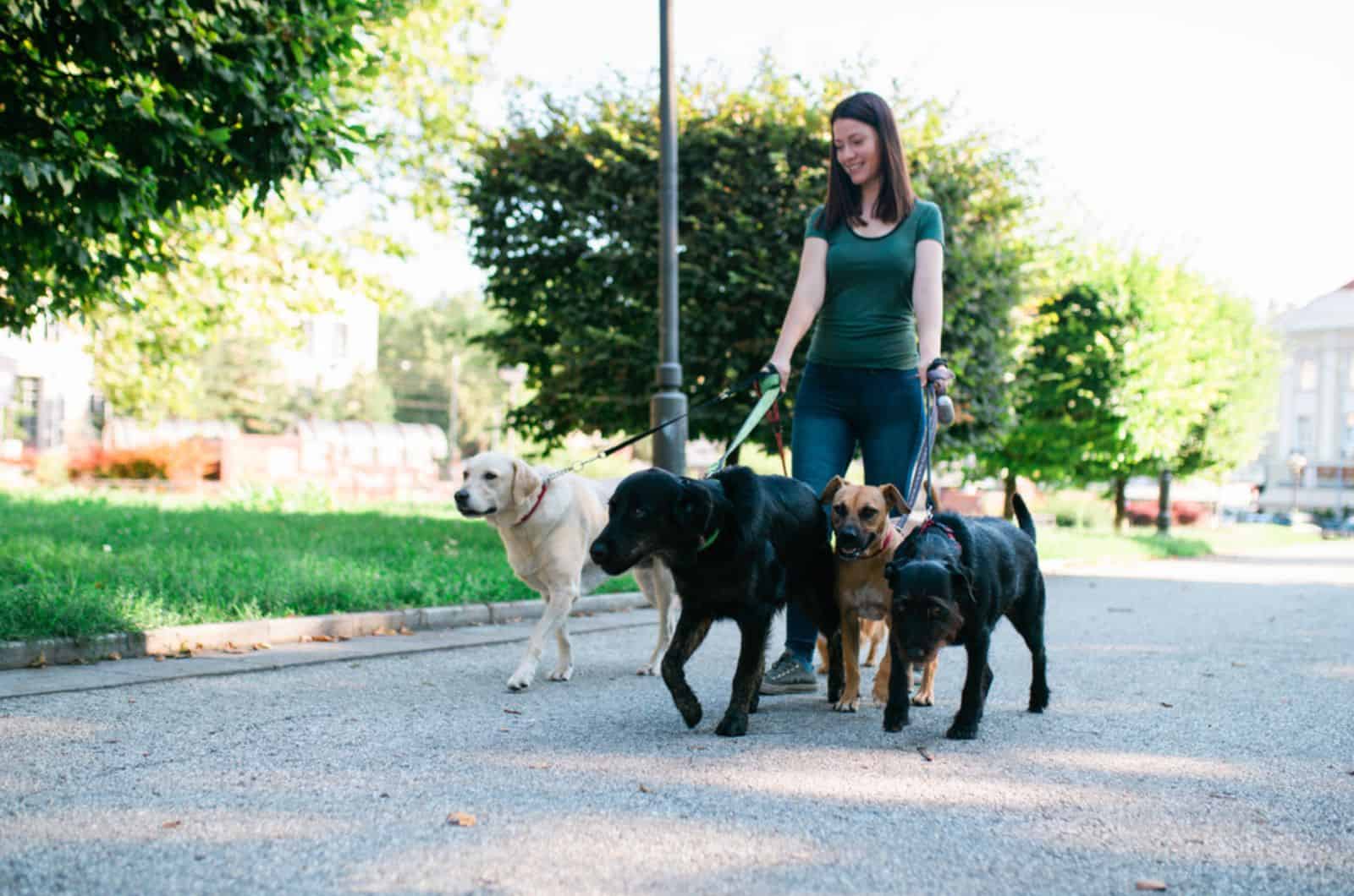 dog walker enjoying with dogs while walking outdoors