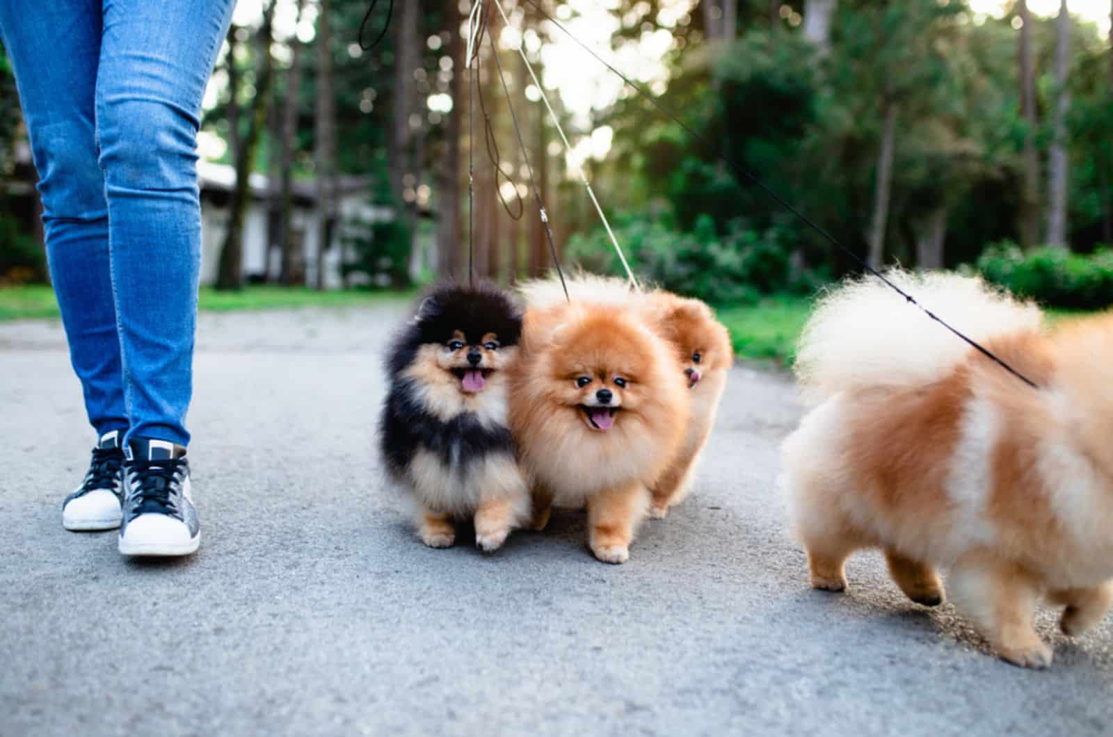 dog walker enjoying with pomeranian dogs in the park