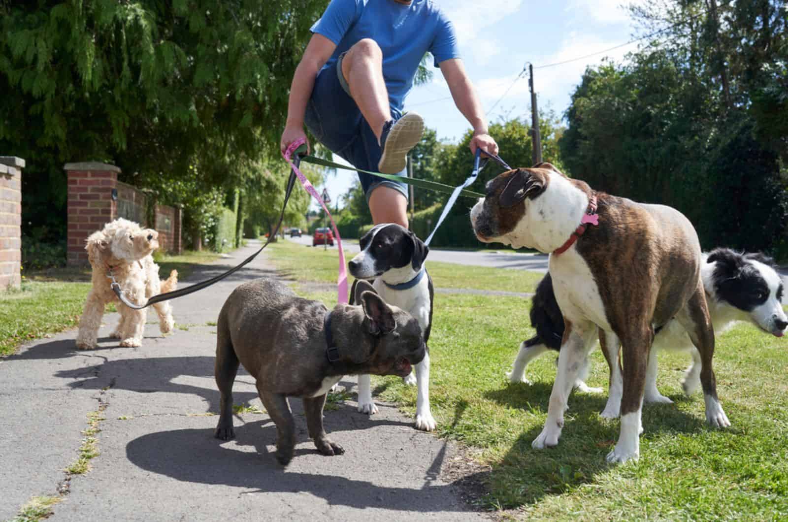 dog walker struggling to walk dogs along suburban street