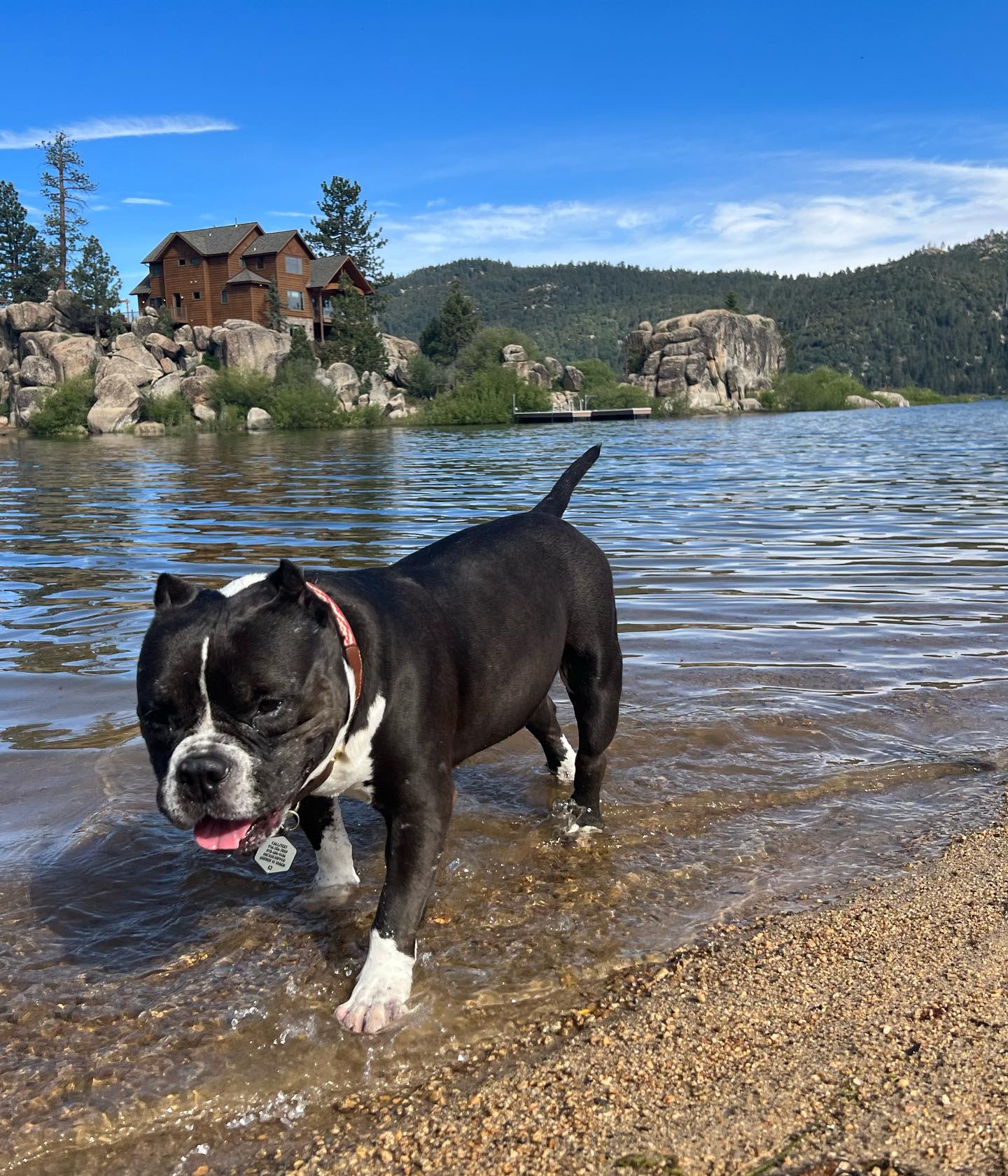 dog walking in a lake shelf