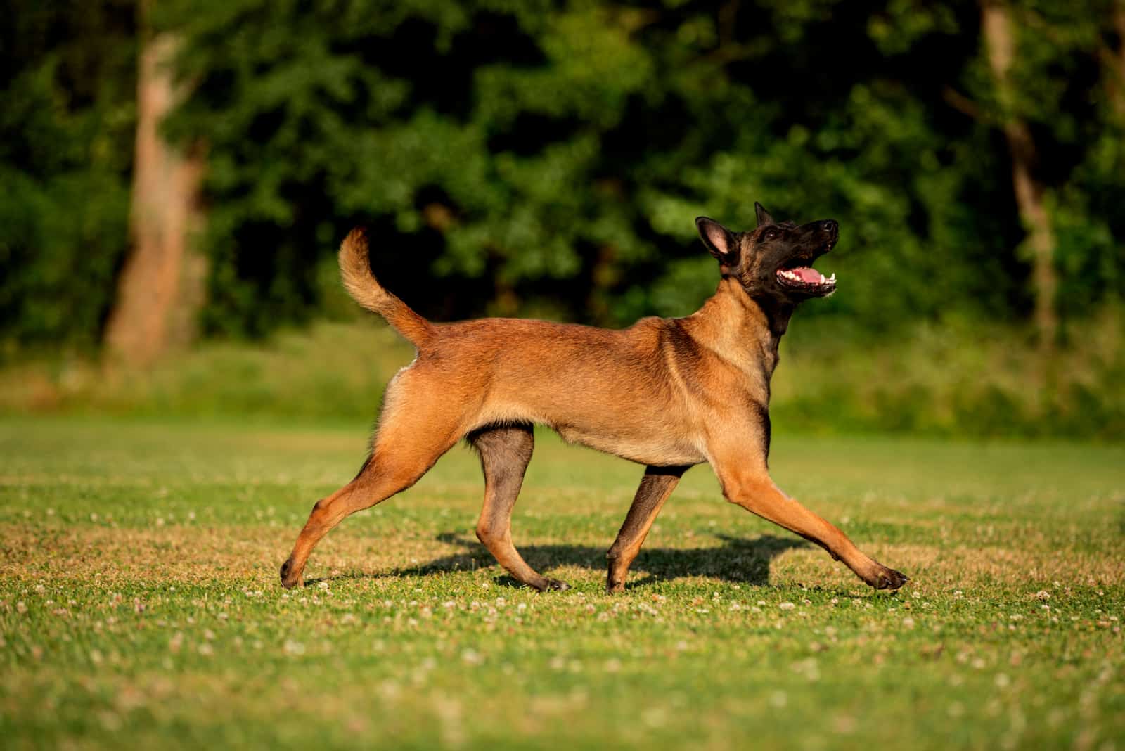 dog walking on grass outside