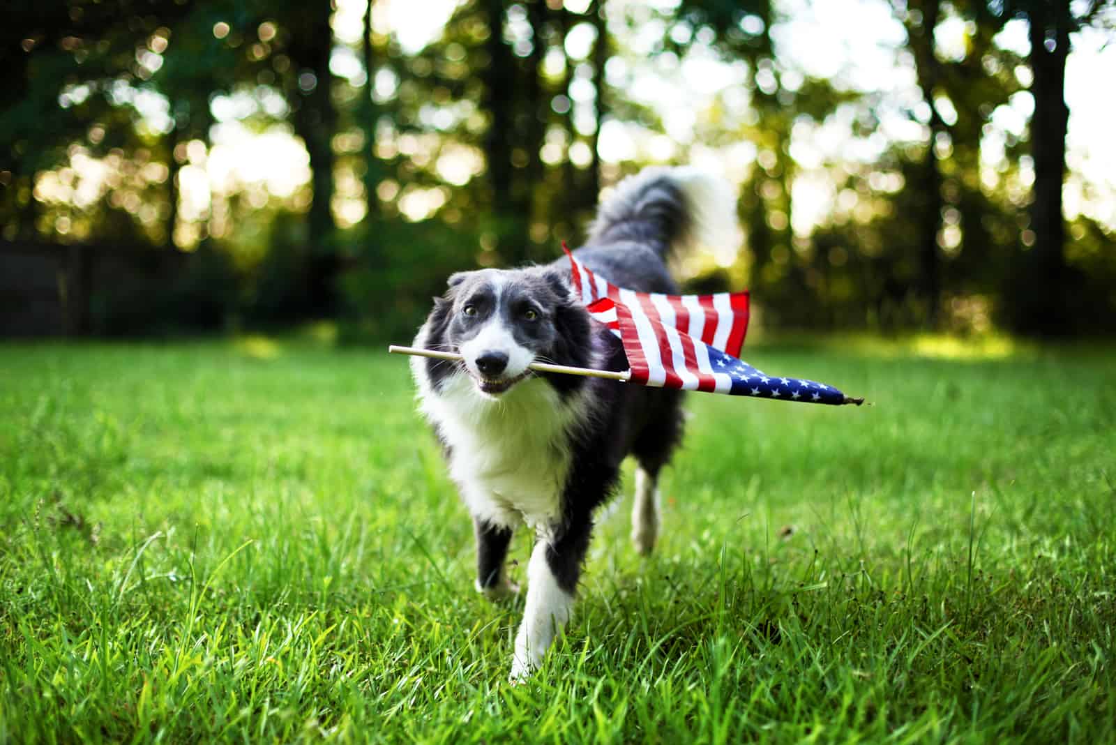 dog walking on grass with flag