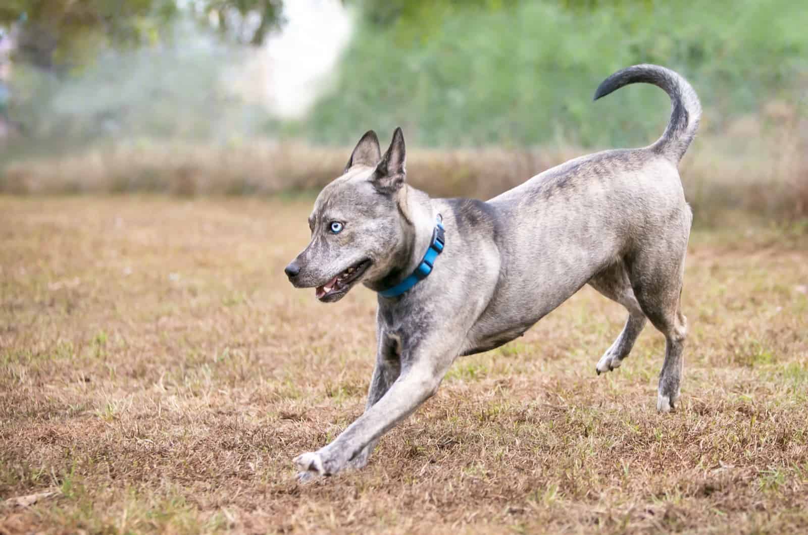 dog walking on grass