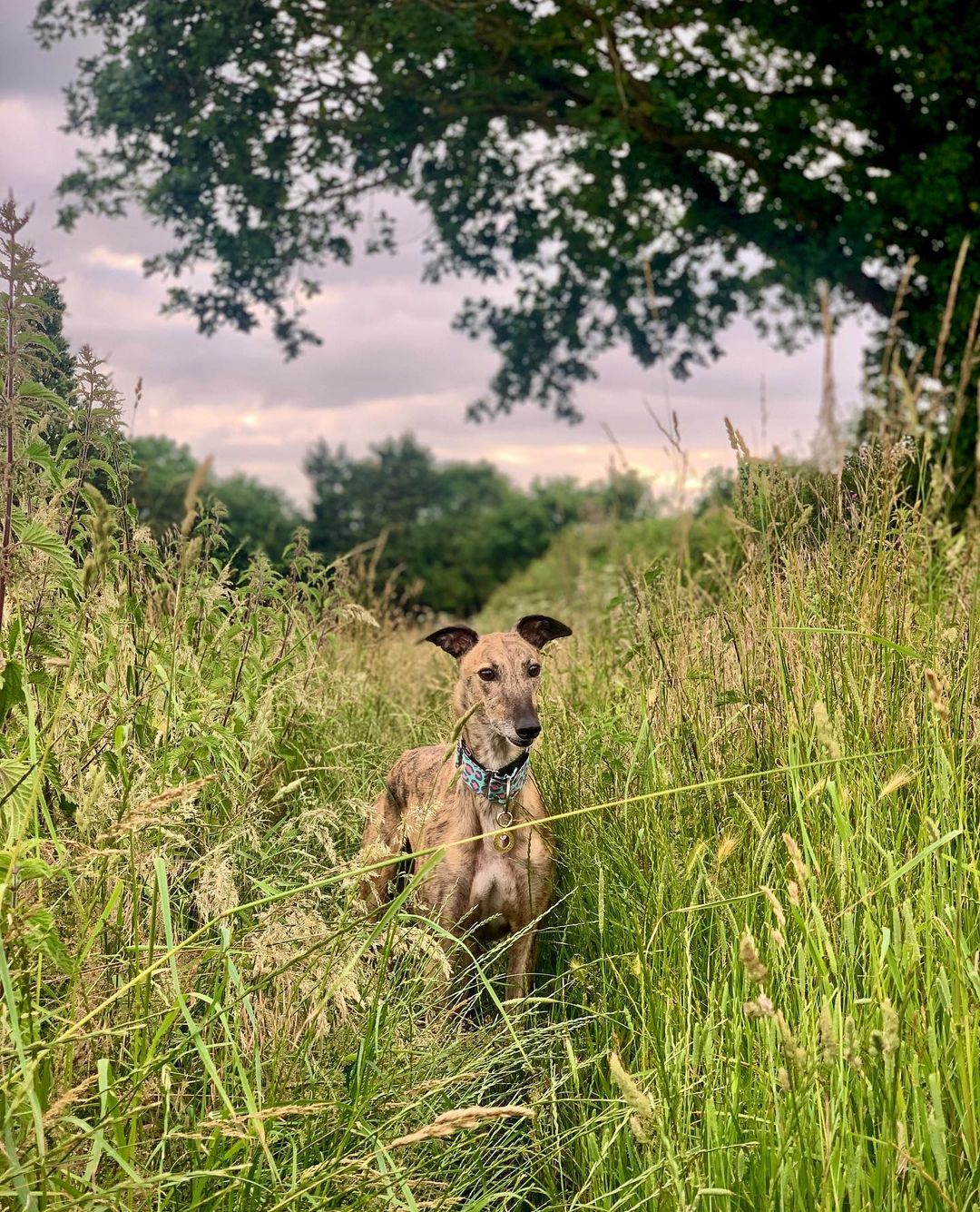 dog walking through grass