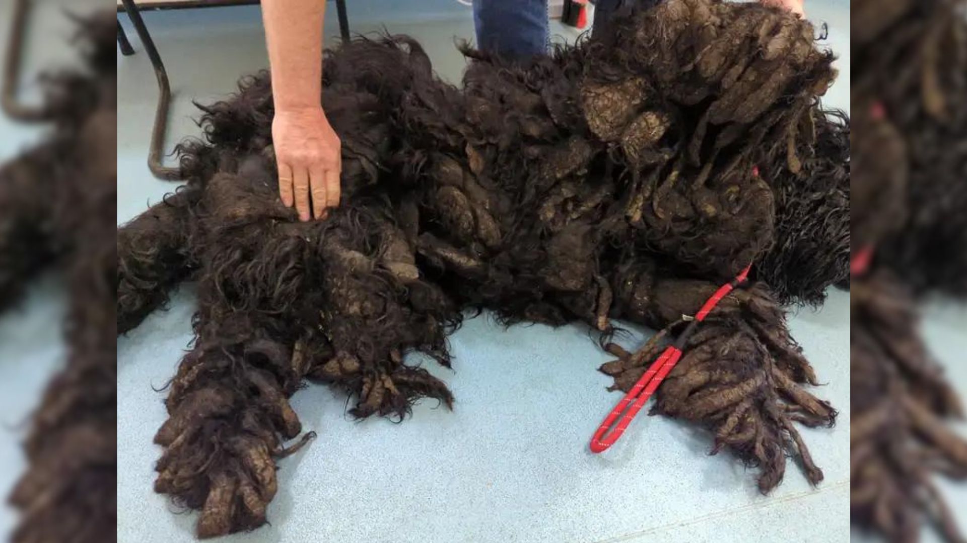 Dog Was Severely Matted For Months Until Good People Helped Him Shine To His Full Glory