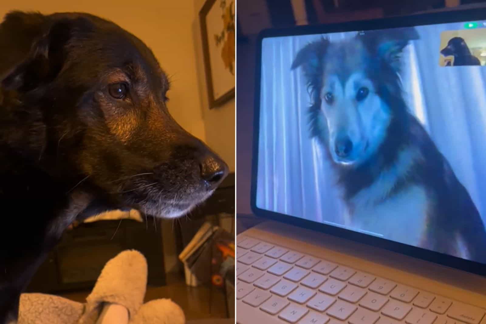 two dogs watching each other through the laptop screen