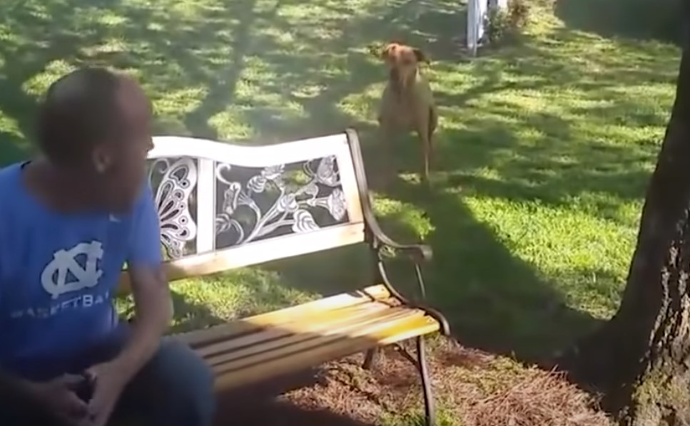 dog watching the guy sitting on the bench