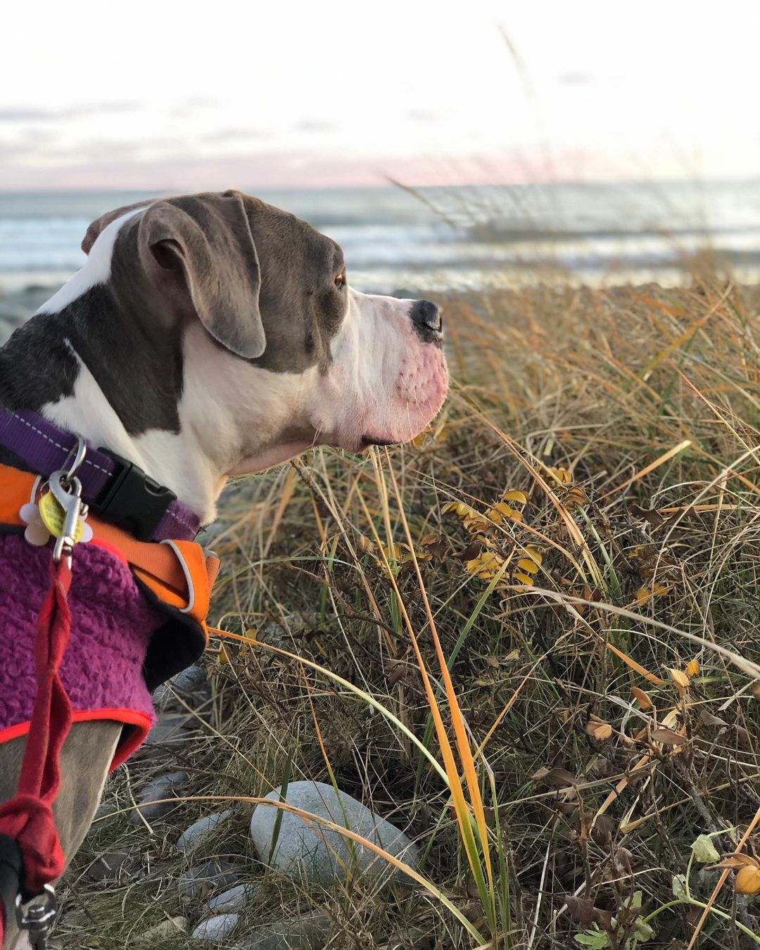 dog watching the sunset