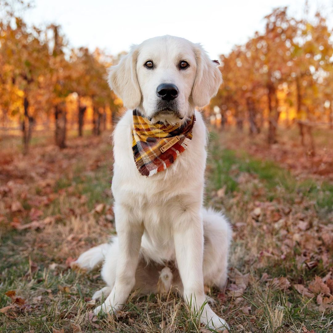 dog wearing a bandana sitting in the woods