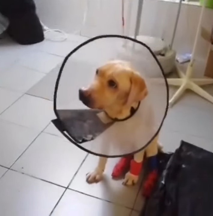 dog wearing a cone and sitting