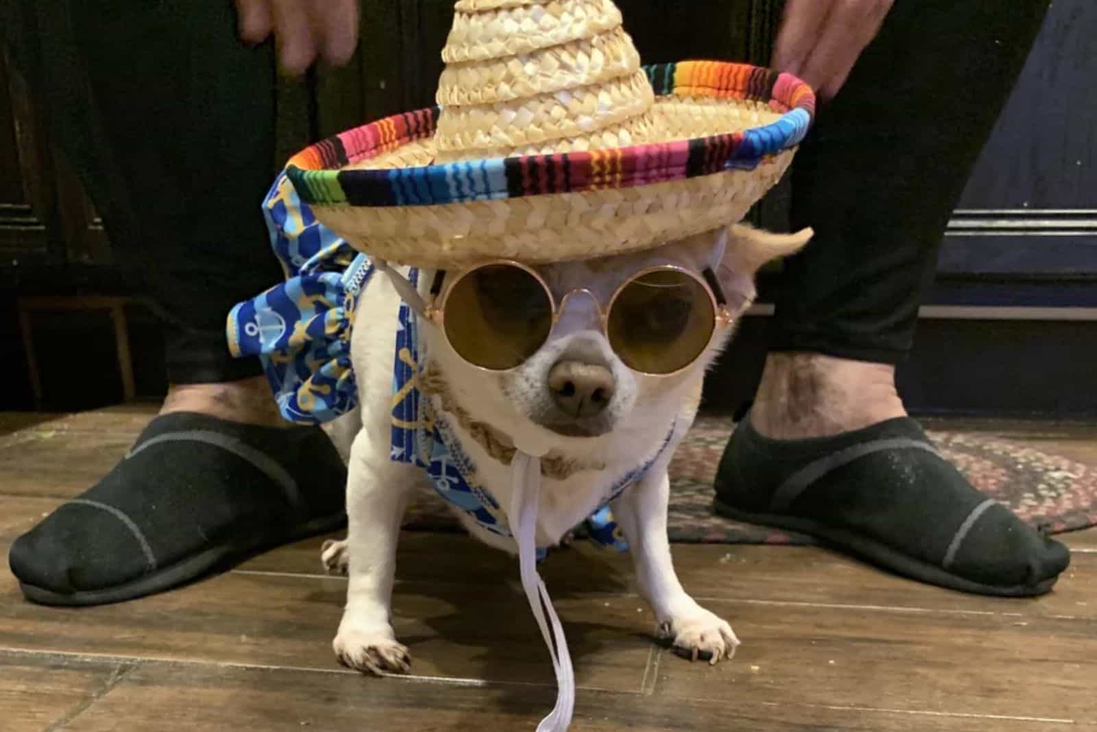 dog wearing a mariachi hat and swimming suit