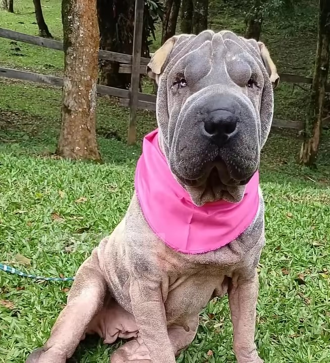 dog wearing a pink bandana