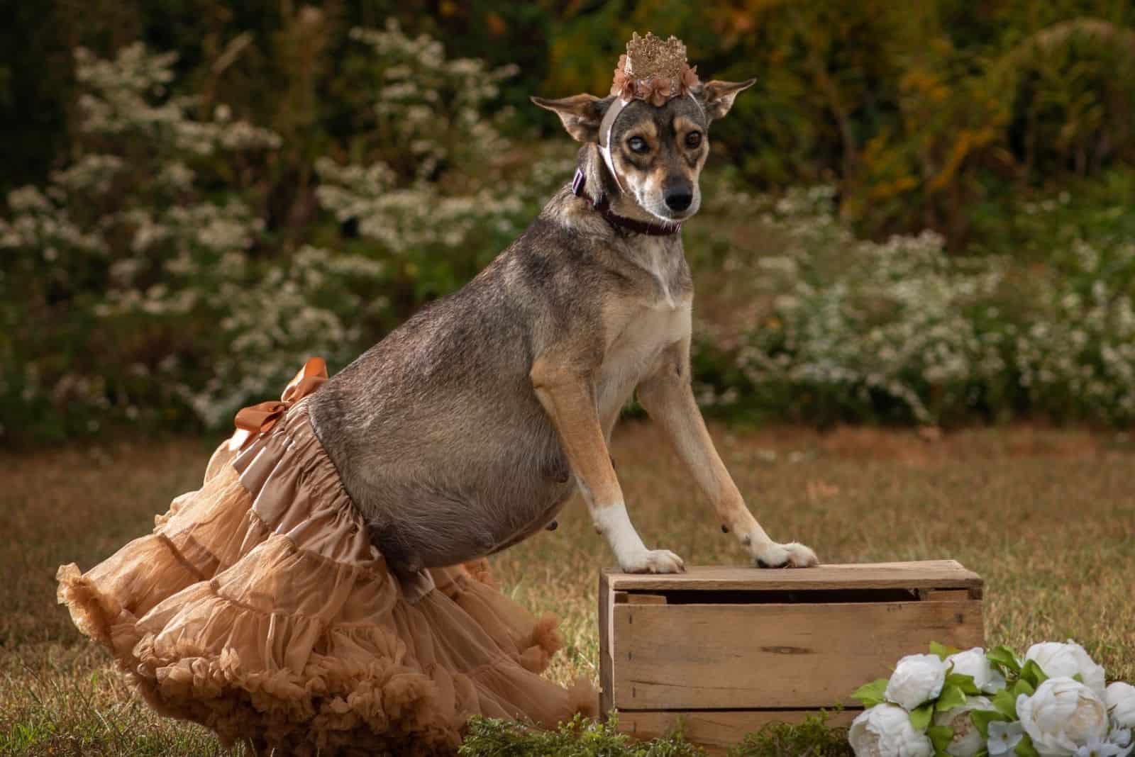 dog wearing a skirt posing for photography