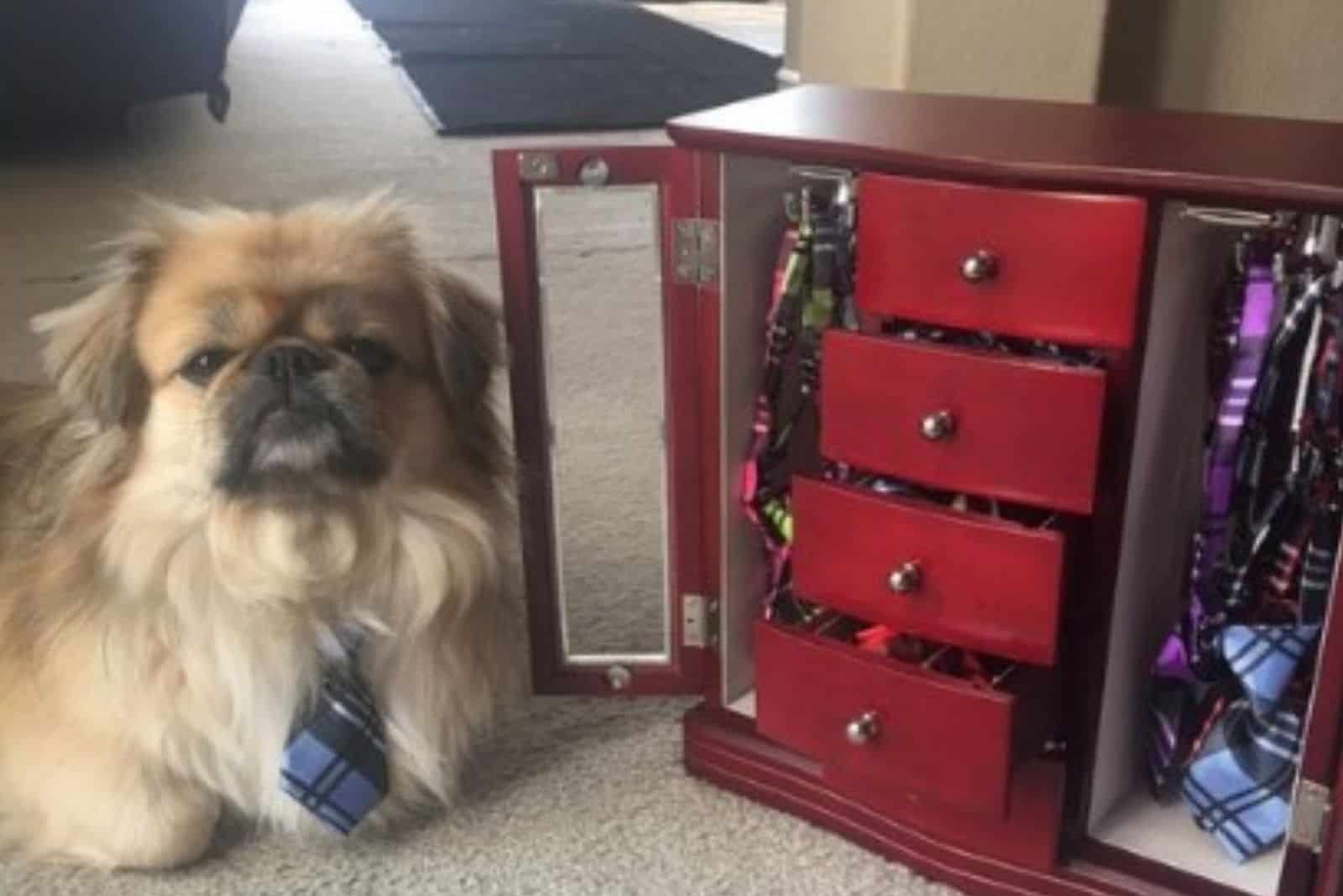 dog wearing a tie sitting beside his own tie collection