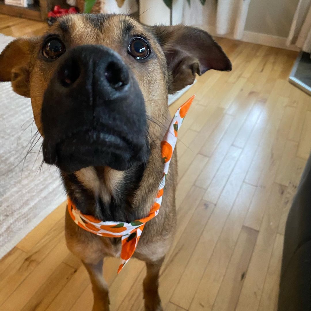 dog wearing an orange bandana