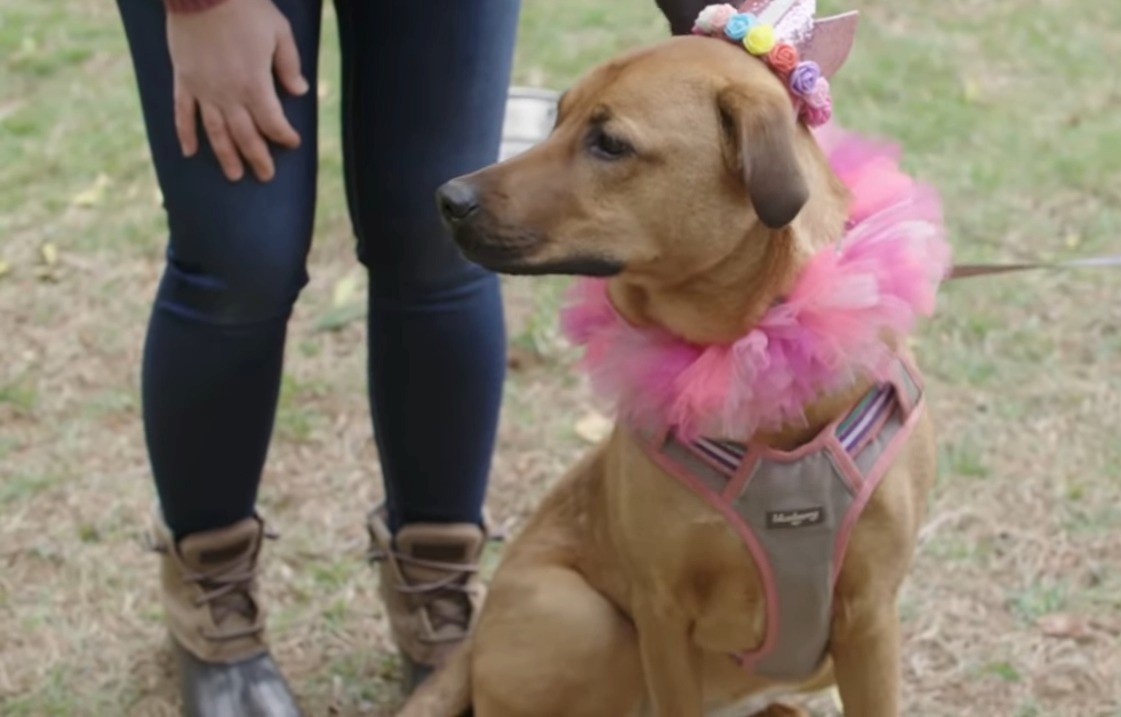 dog wearing a pink bow